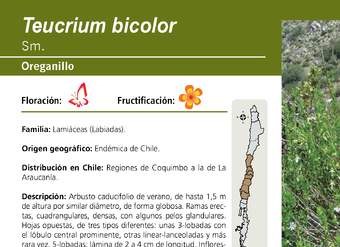 Teucrium bicolor