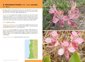 Alstroemeria hookeri Lodd. subsp. maculata