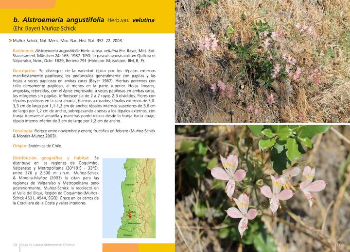 Alstroemeria angustifolia Herb.var. velutina