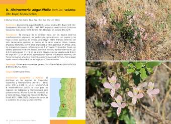 Alstroemeria angustifolia Herb.var. velutina