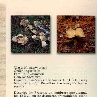 Lactarius deliciosus