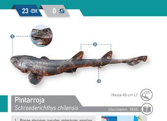 Schroederichthys chilensis