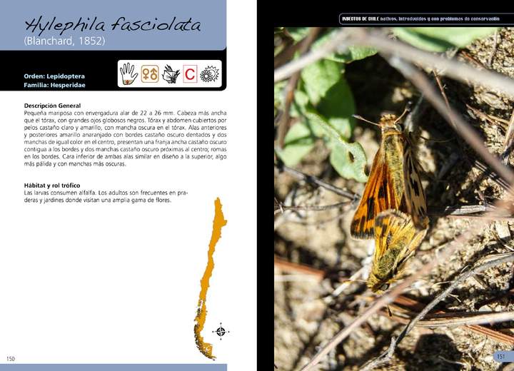 Hylephila fasciolata- lepidóptera