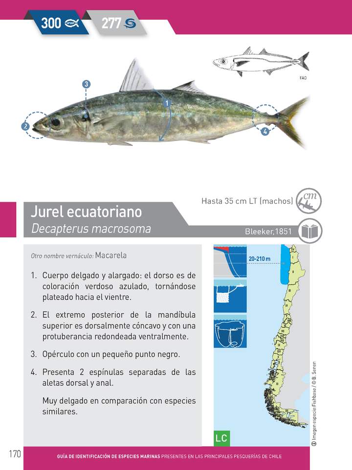 Trachurus murphyi - Jurel ecuatoriano