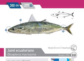 Trachurus murphyi - Jurel ecuatoriano