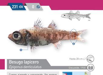 Epigonus denticulatus - Besugo lapicero