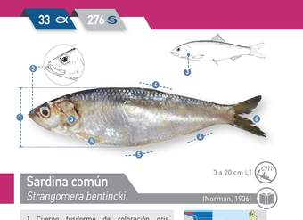 Strangomera bentincki - Sardina común
