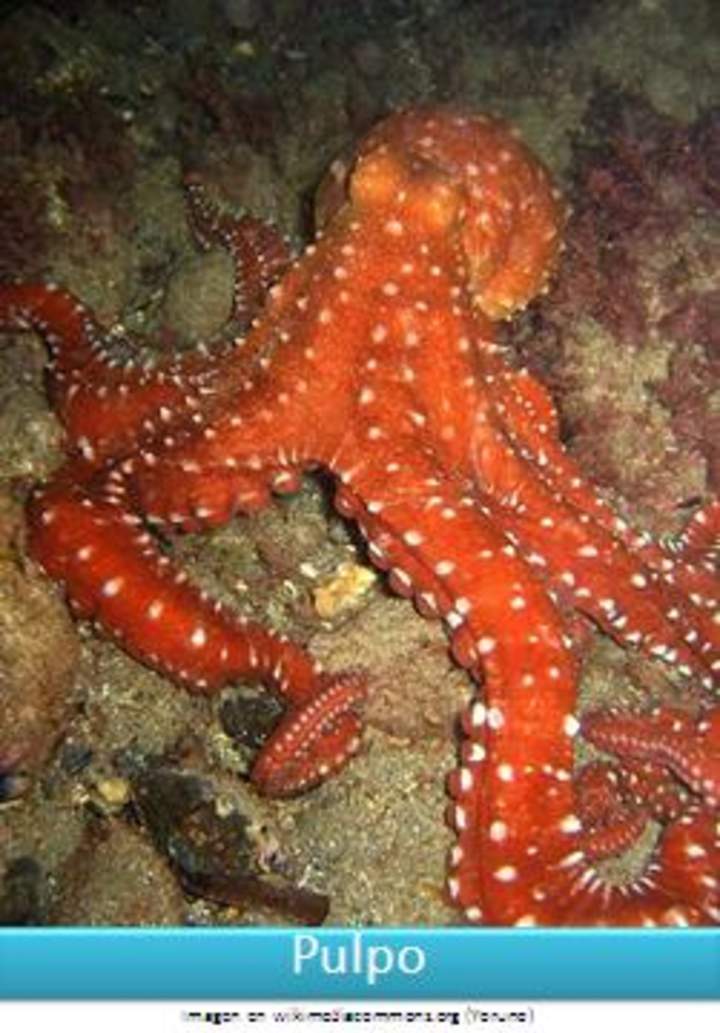 Pulpo