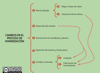 Cambios en el proceso de hominización