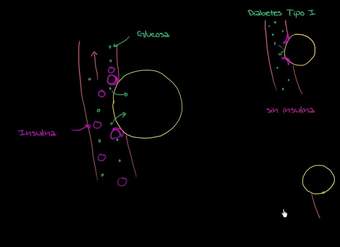 Glucosa, insulina y diabetes